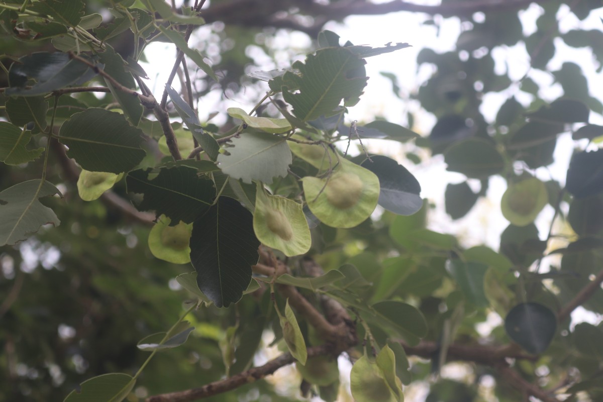 Pterocarpus santalinus L.f.